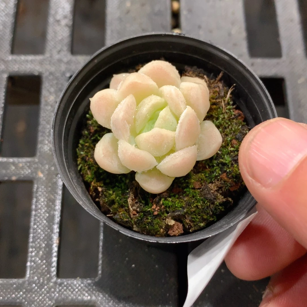 肉萌萌拇指盆多肉UX230