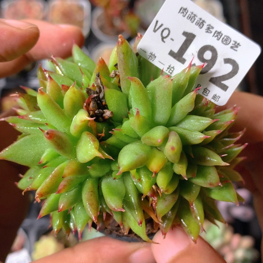 5CM盆精控多肉VQ192