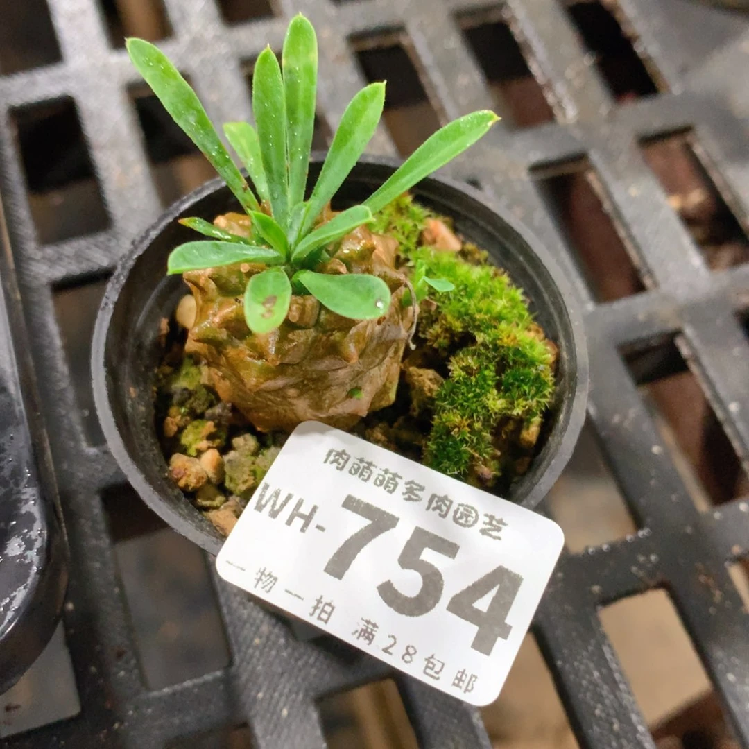 肉萌萌拇指盆多肉WH754