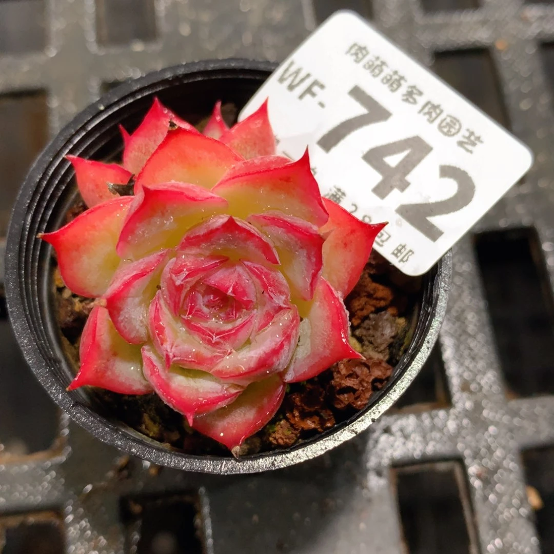 肉萌萌拇指盆多肉WF742