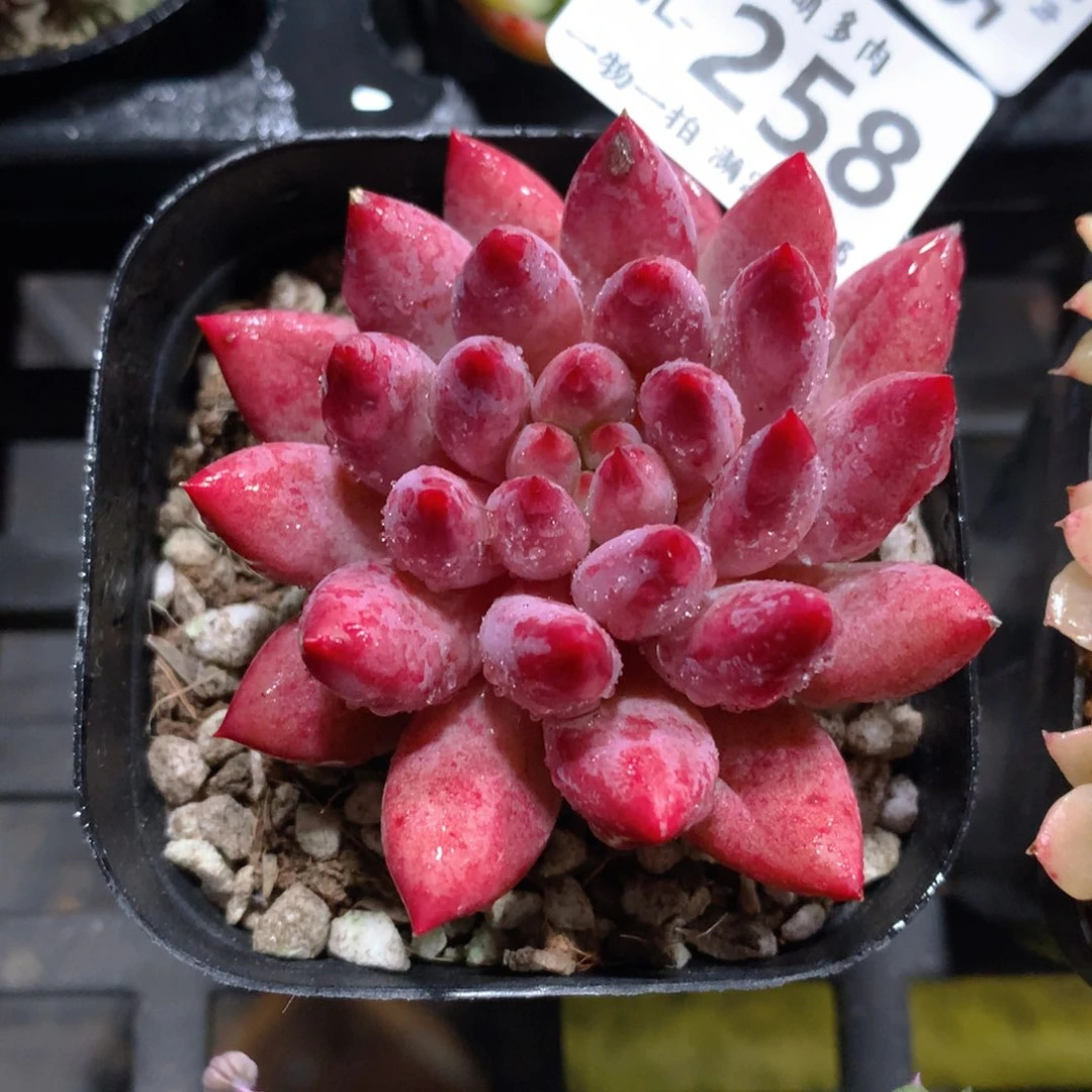 5CM拇指盆精控多肉WL258