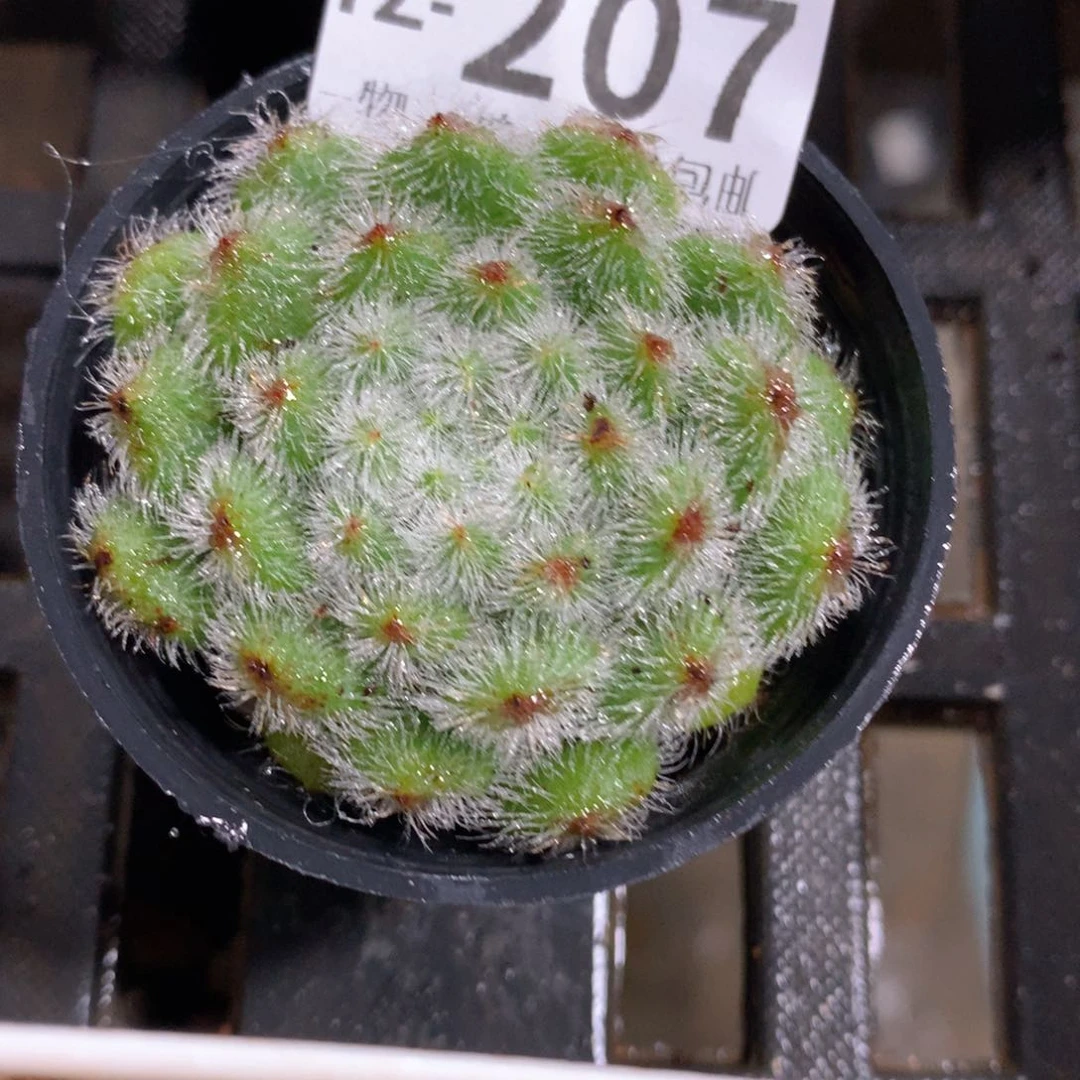 肉萌萌拇指盆多肉TZ207