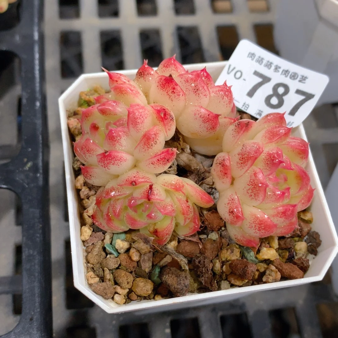 肉萌萌拇指盆多肉VO787