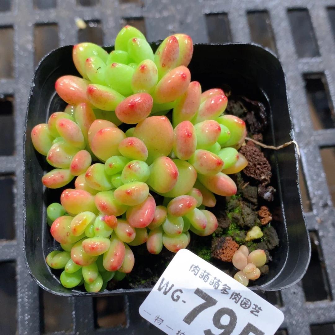 肉萌萌拇指盆多肉WG795