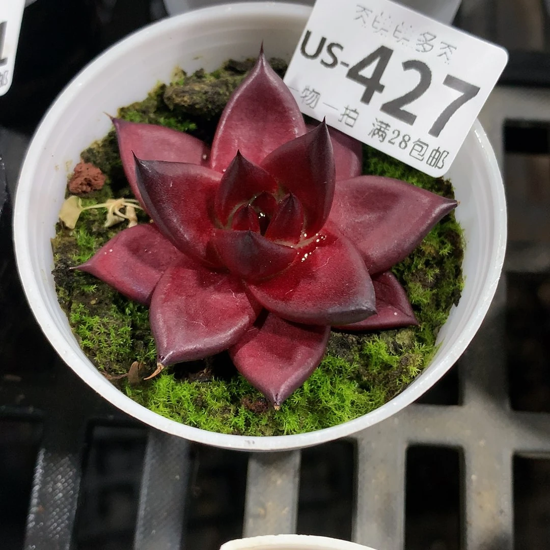 肉萌萌拇指盆多肉US427