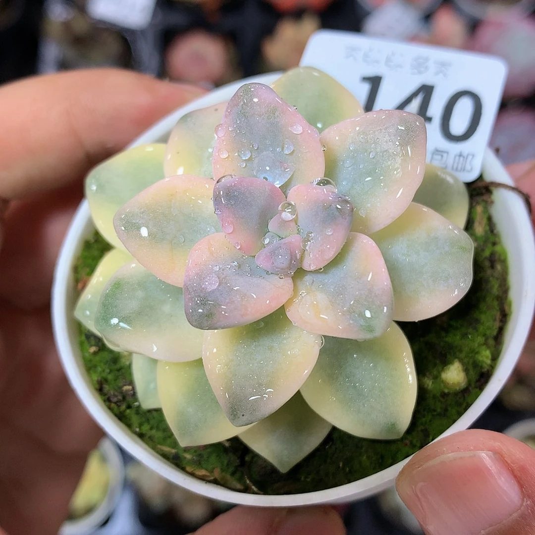肉萌萌拇指盆多肉US140