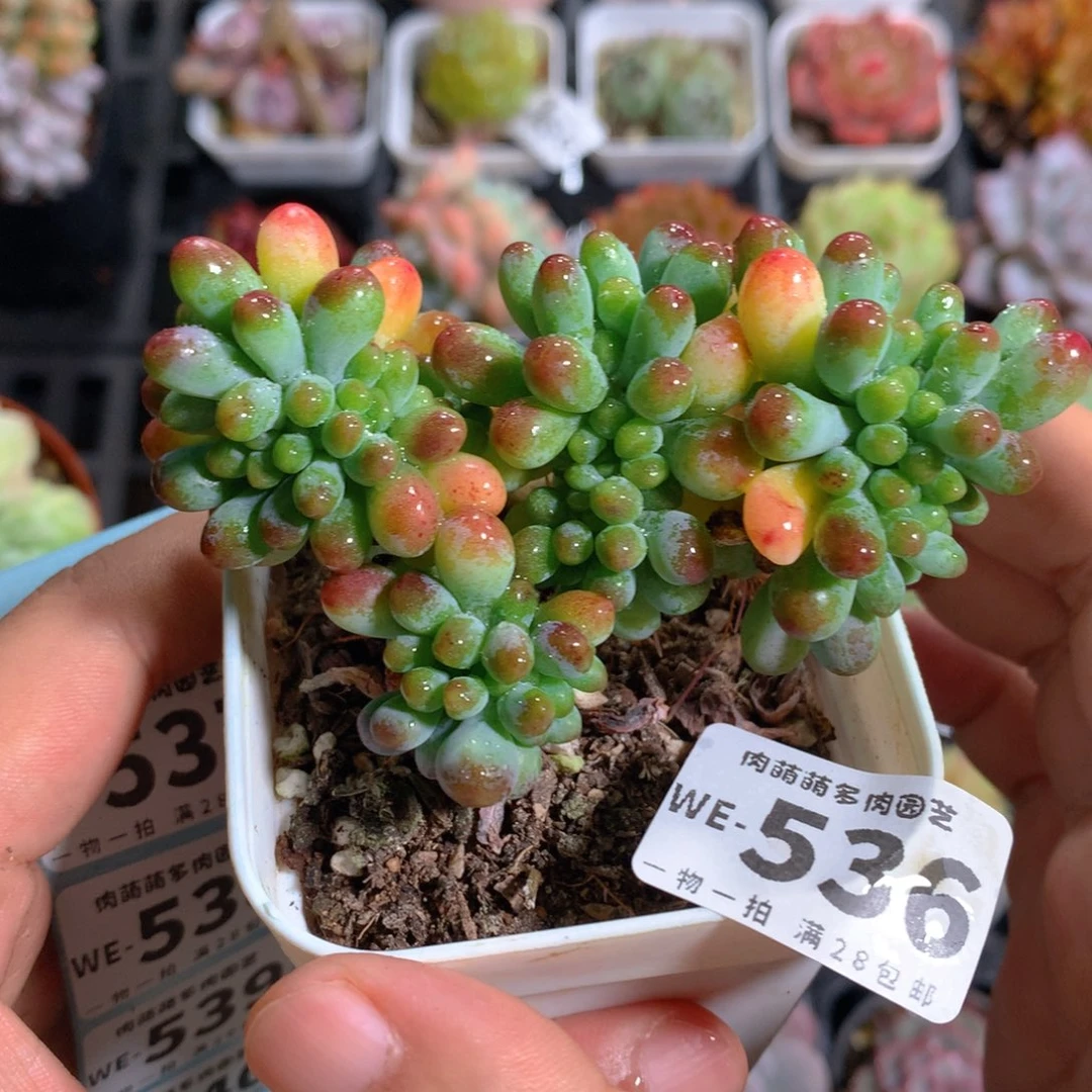 5CM拇指盆精控多肉WE536