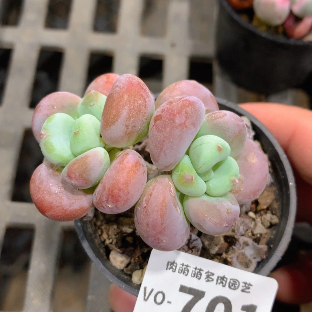 肉萌萌拇指盆多肉VO701