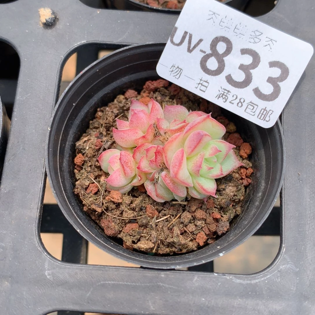 肉萌萌拇指盆多肉UV833