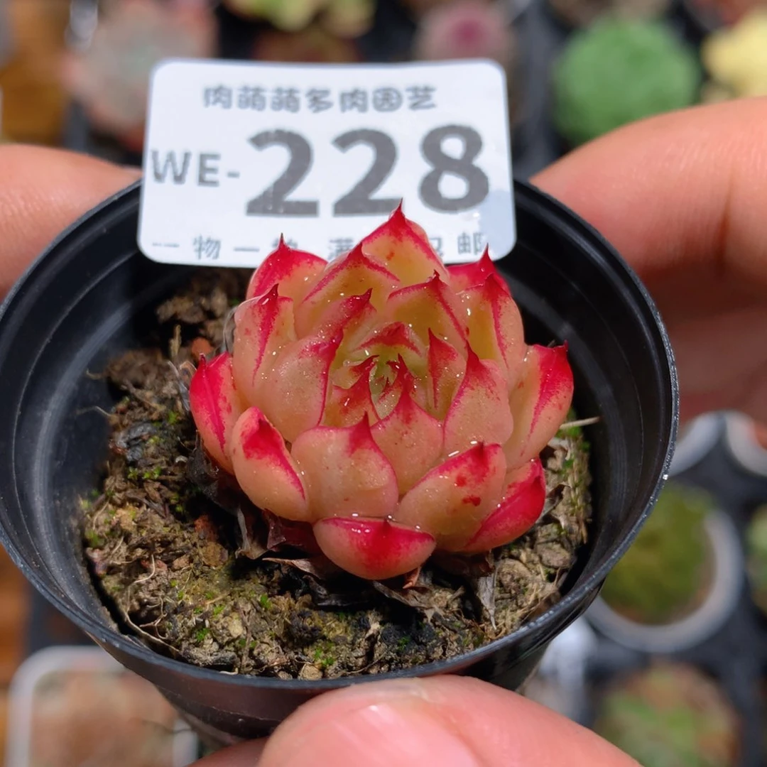 5CM拇指盆精控多肉WE 228