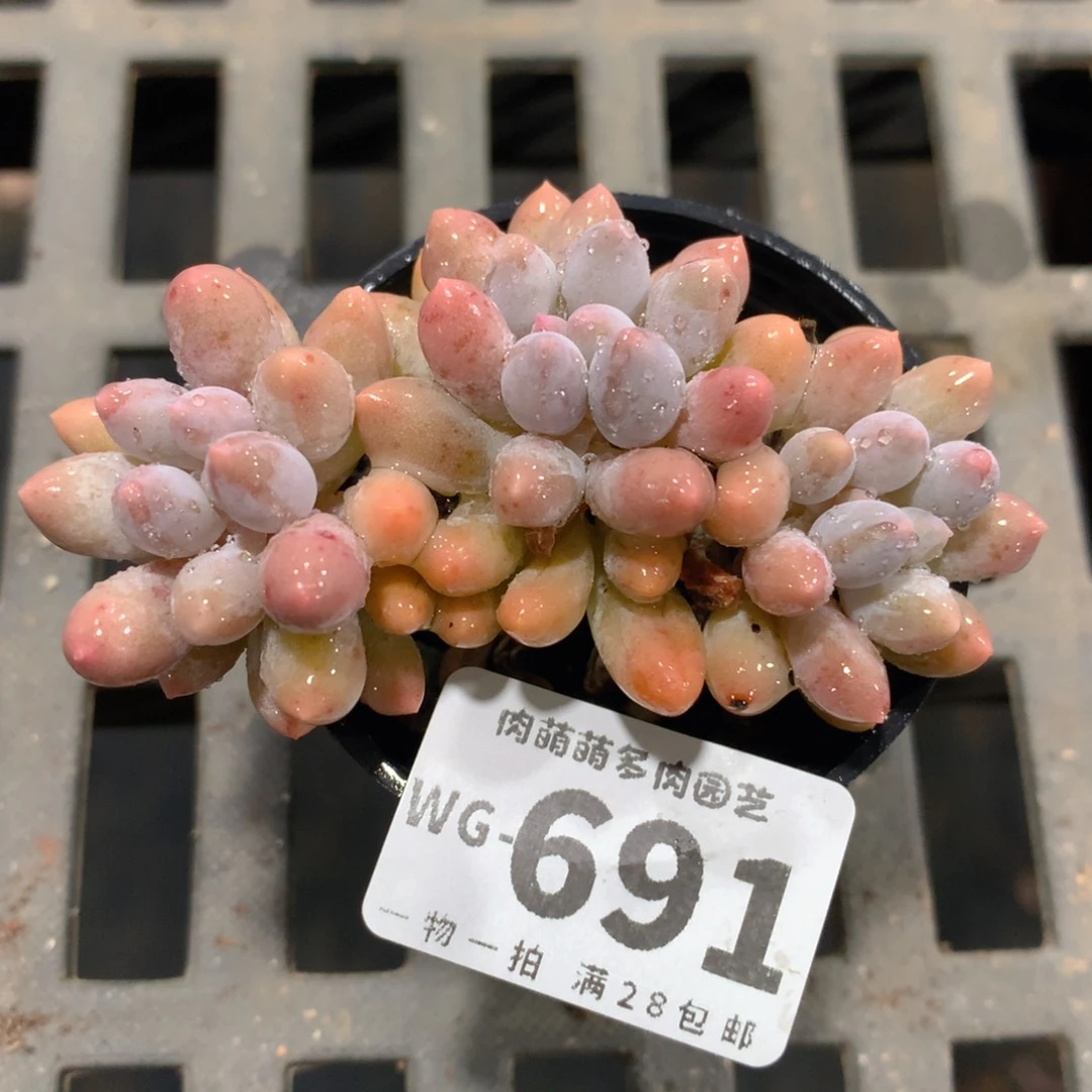 肉萌萌拇指盆多肉WG691