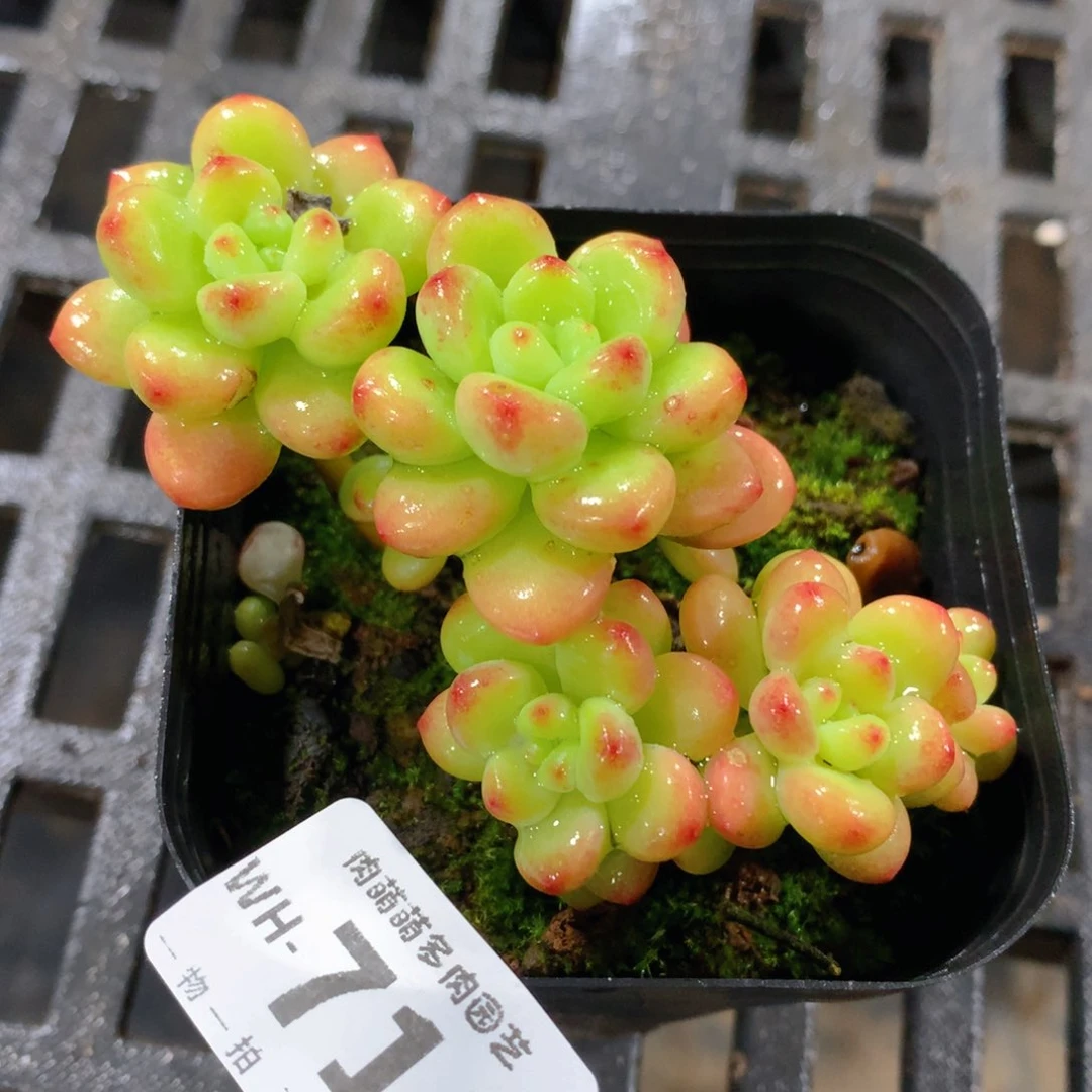 肉萌萌拇指盆多肉WH714