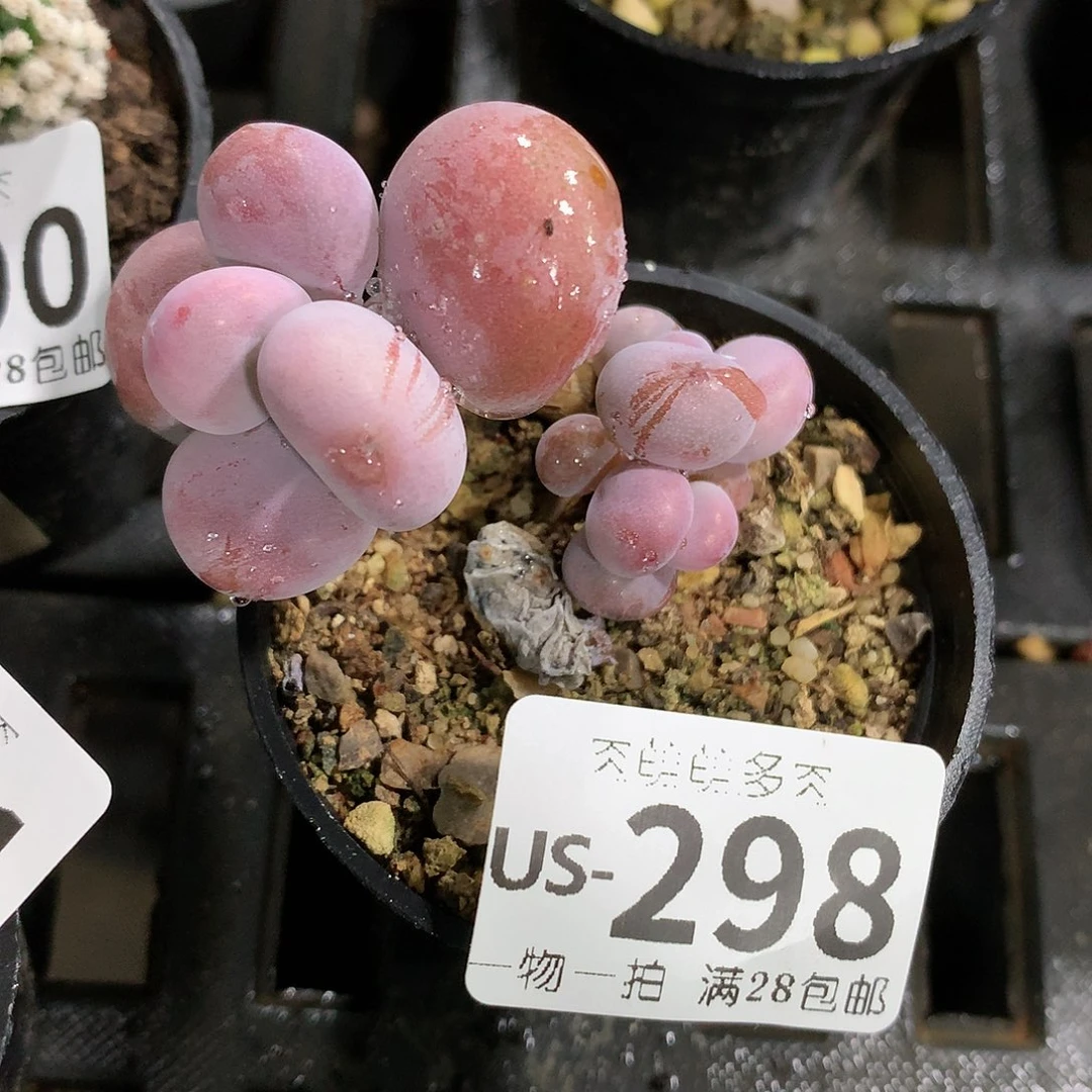 肉萌萌拇指盆多肉US298