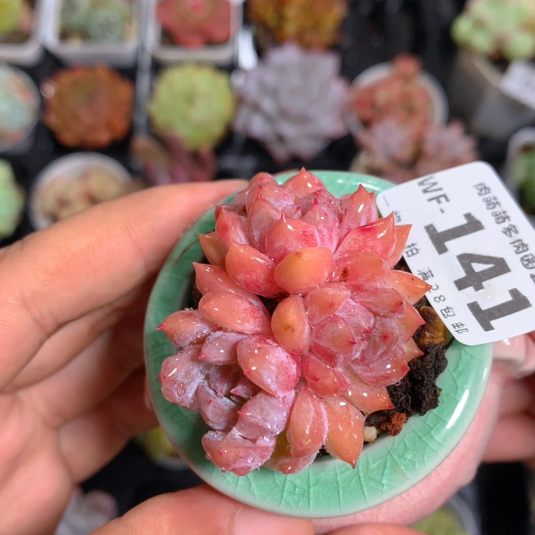 5CM拇指盆精控多肉WF171