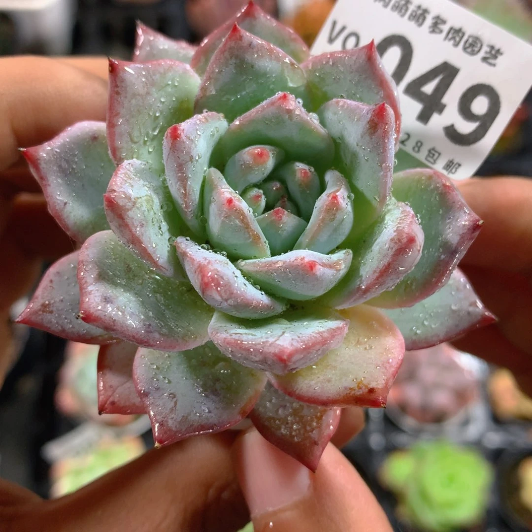 5CM盆精控多肉VQ049