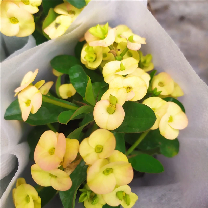 黄色小叶小花虎刺梅盆栽好养易活铁海棠老桩四季开花室内阳台花卉