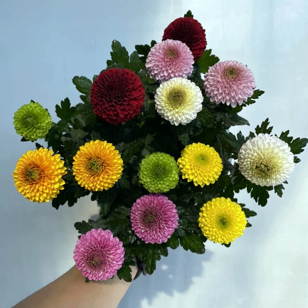 室内外易养护盆栽带花苞大花九月菊乒乓球菊千头菊成品苗多年生