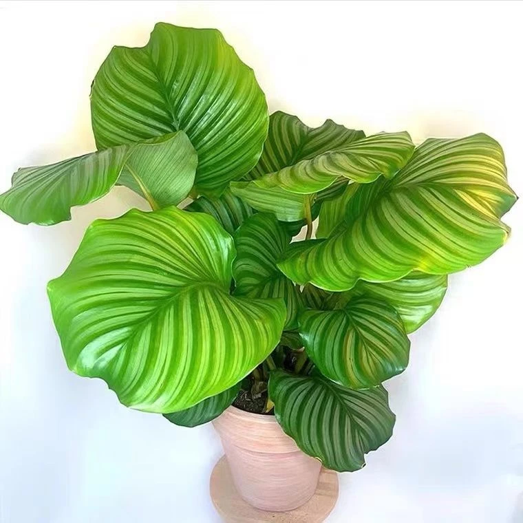 青苹果竹芋盆栽四季耐阴吸甲醛净化空气观叶绿植水培植物客厅花卉