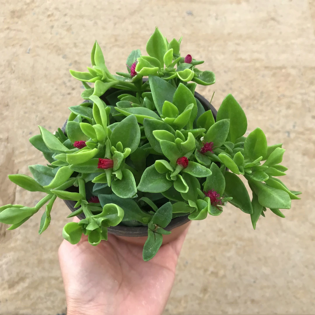 阳台田七盆栽食用穿心莲龙吐珠牡丹吊兰夏季开花卉植物净化空气