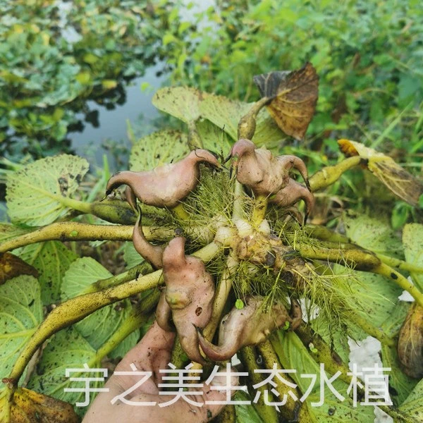 青菱角种苗老菱角种苗两角菱角种子苗水生植物高产水果红菱角种苗