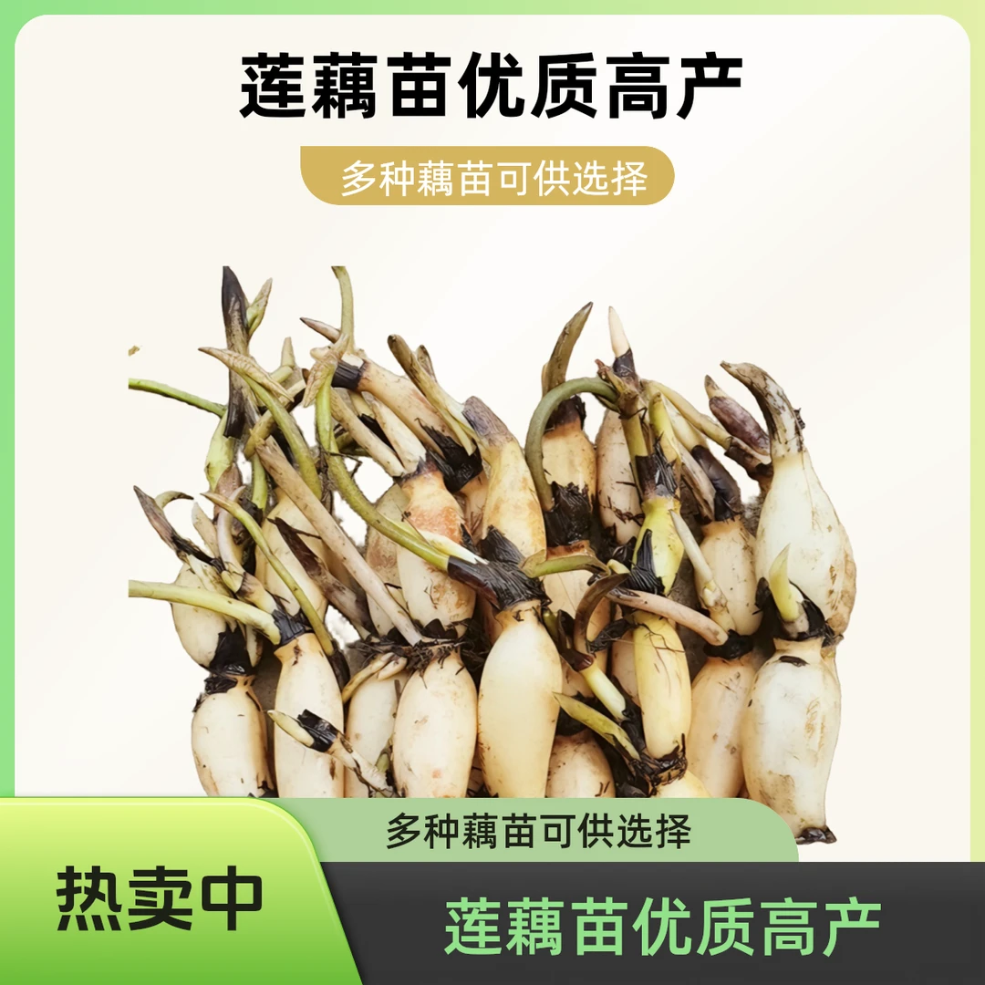 高产莲藕苗食用莲藕苗浅水藕苗深水藕苗白莲藕苗粉藕苗池塘荷花苗