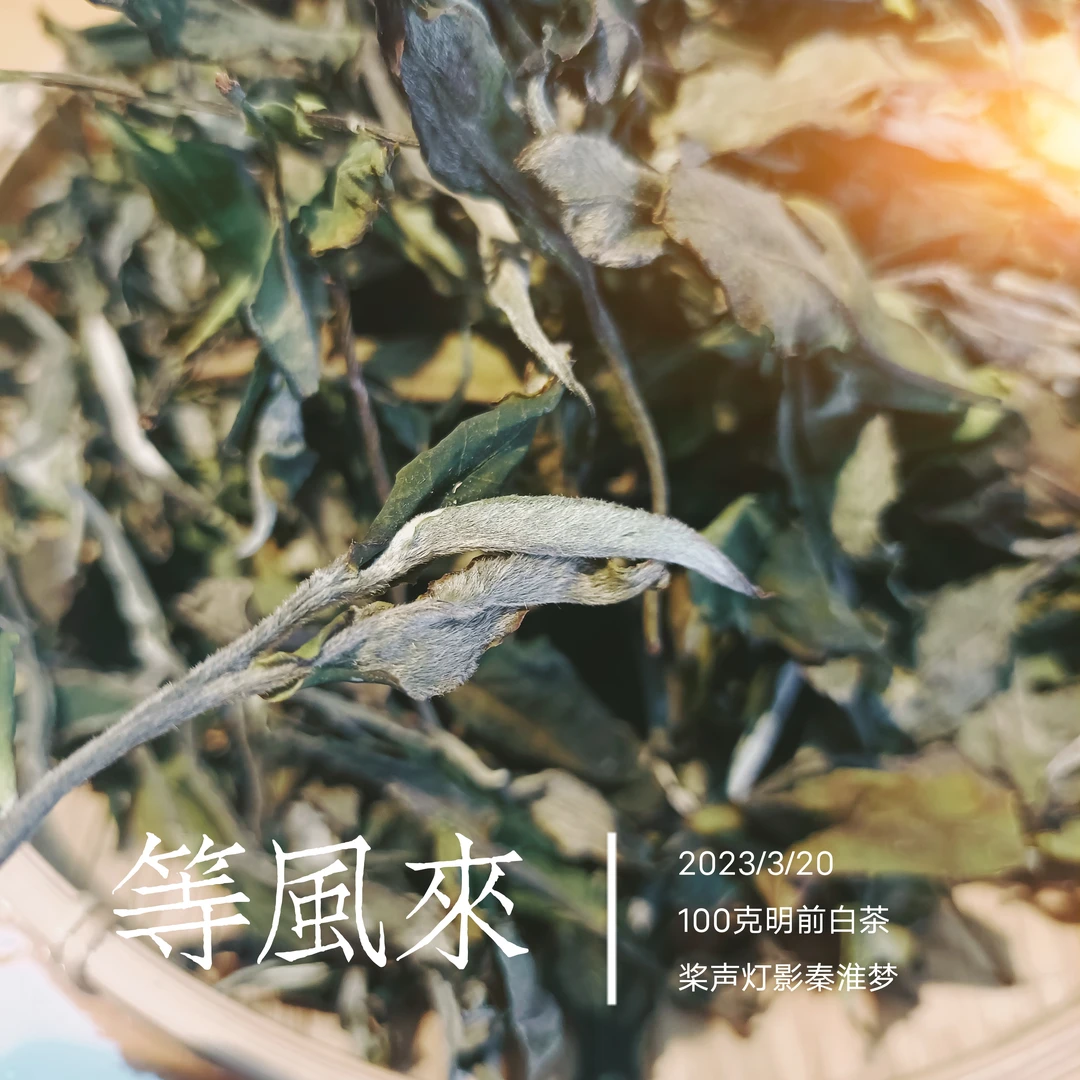 等风来云南大叶种白茶散茶100克