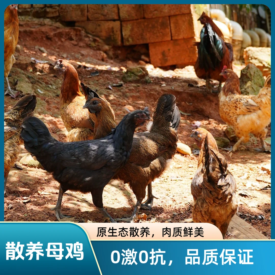 云南正宗林间散养母鸡新鲜农家饲养肉质肉质新鲜