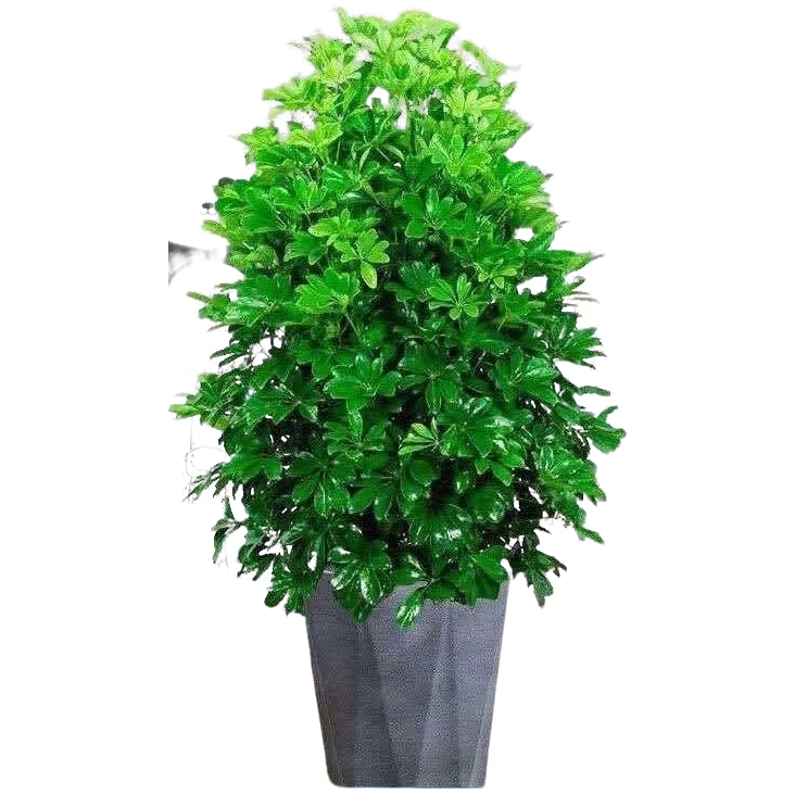 鸭脚木绿植花卉八方来才开业庆典花卉绿植美化环境净化空气