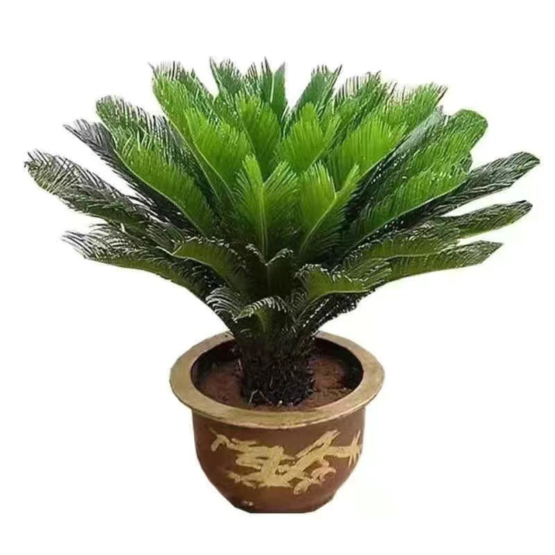 大型花卉绿植铁树招财旺宅铁树高端大气上档次铁树