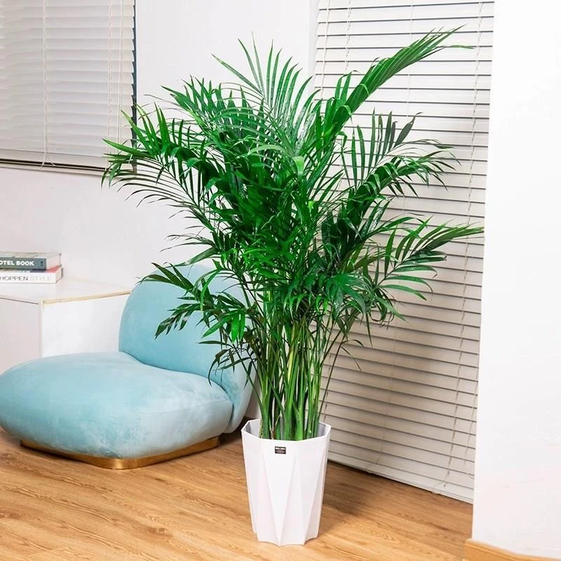 网红款绿植花卉富贵椰子大型室内花卉绿植盆栽简单易养活