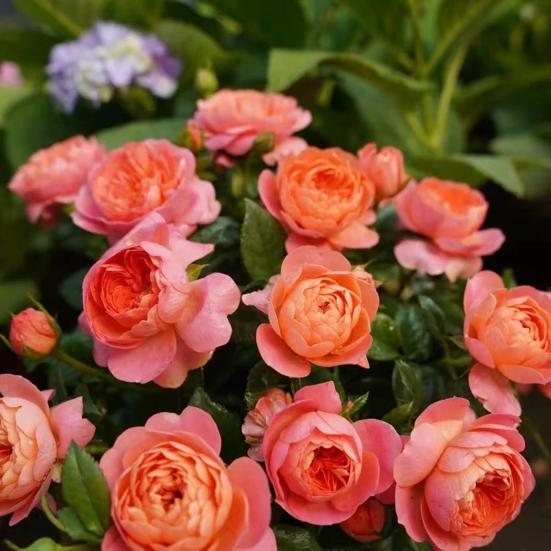 【彩虹】1加仑盆栽带花苞四季开花花卉阳台室外庭院月季花苗