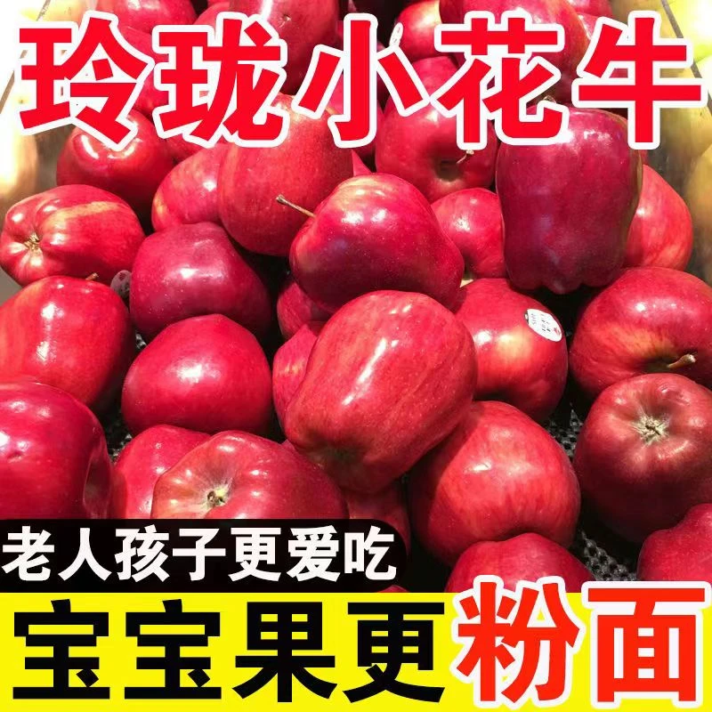 【五斤装宝宝果】甘肃天水花牛苹果新鲜水果现摘整箱5斤小果装