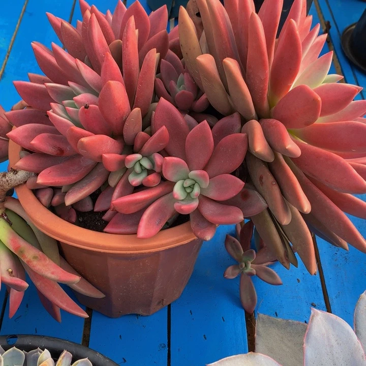 金*桃花源23275。