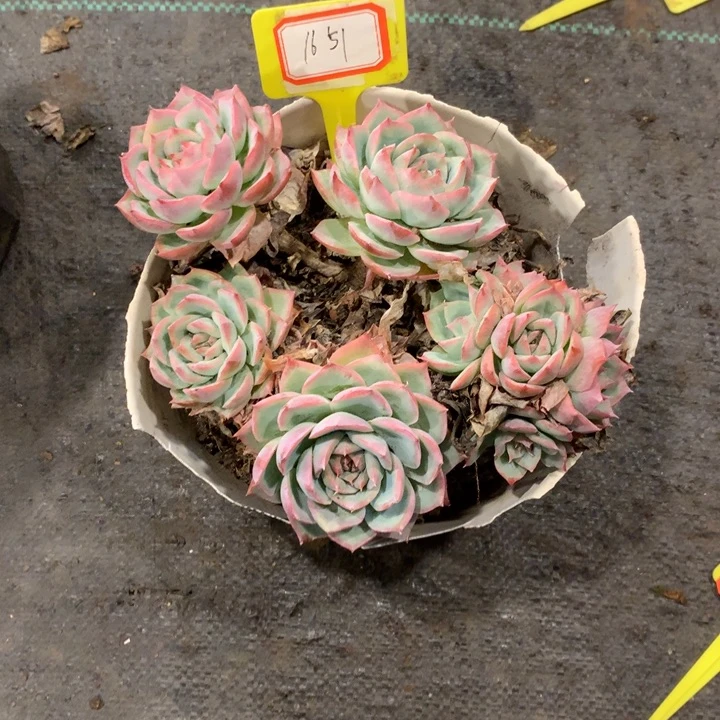 姜*华1651侧影多肉植物