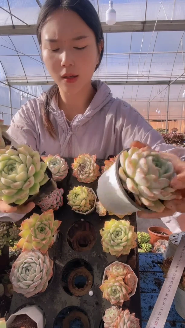 【闪购商品】三颗随机发