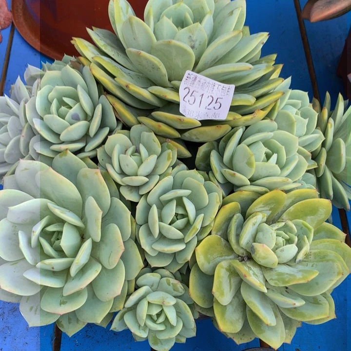 舍*！25125恋曲。