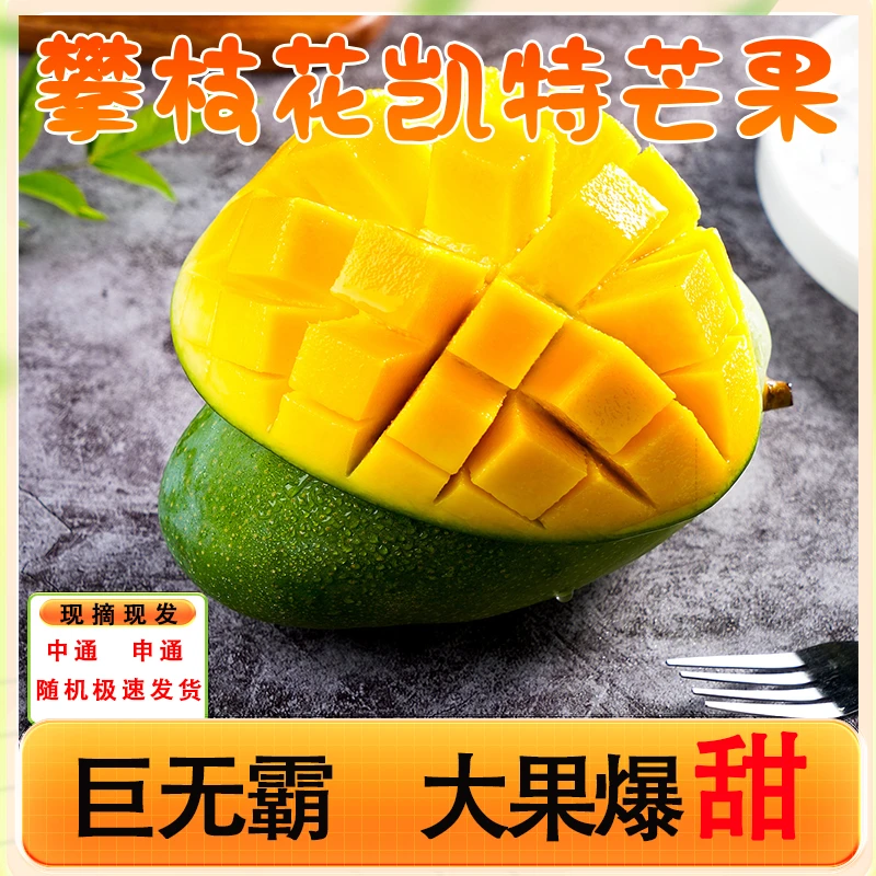 正宗四川攀枝花大小凯特芒果水果新鲜整箱当季超大应季凯特芒特果