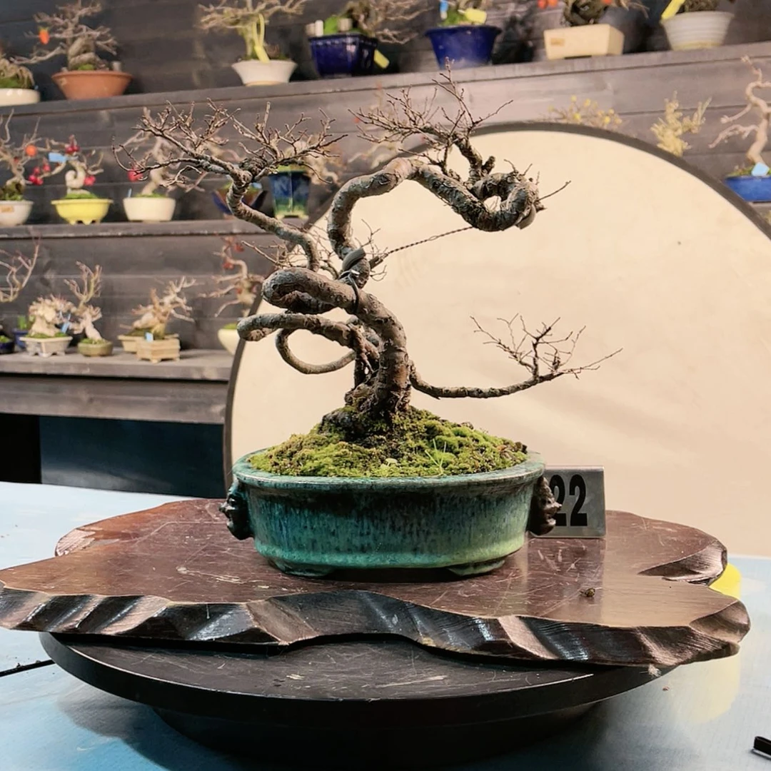 【闪购商品】花秀峰盆榉树一起走