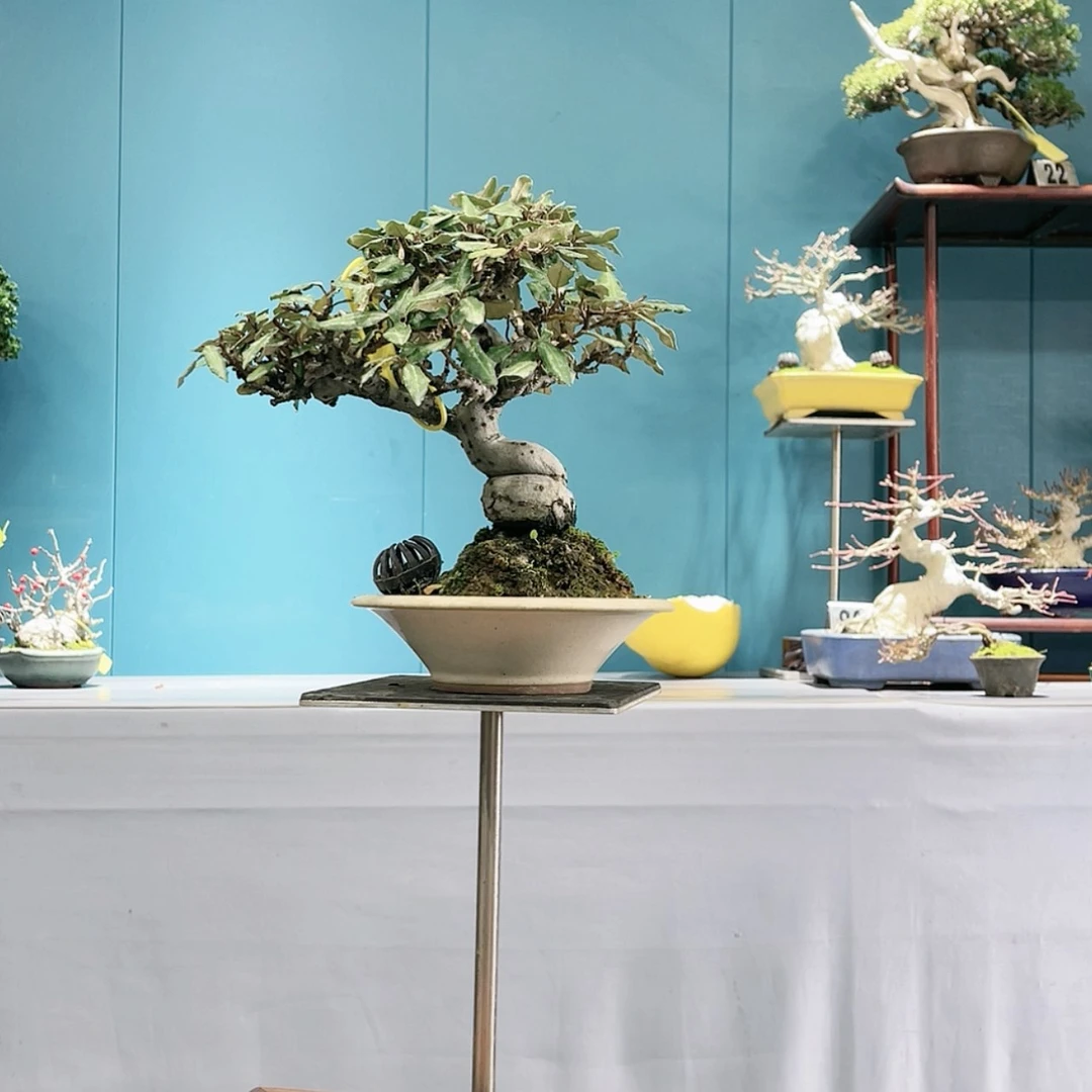 【闪购商品】花盆景胡秃子精品桩一棵