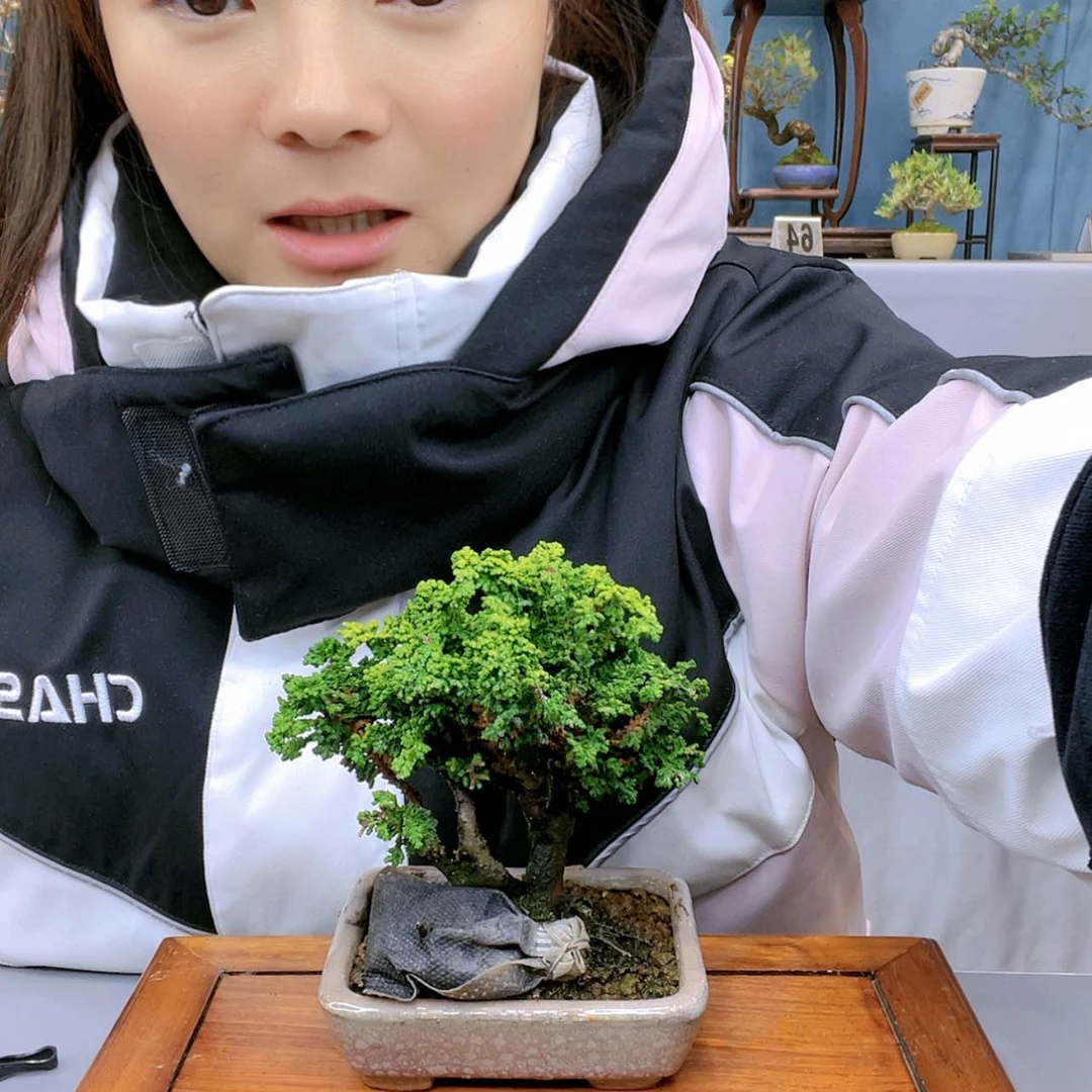 【闪购商品】我服部老彭石化桧小型微型石化