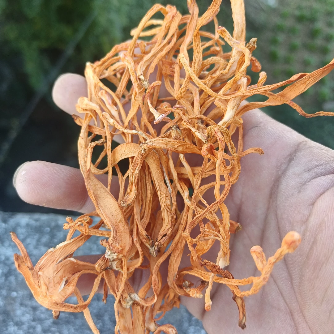 乡村虫草花干货高山菌菇煲汤营养美味