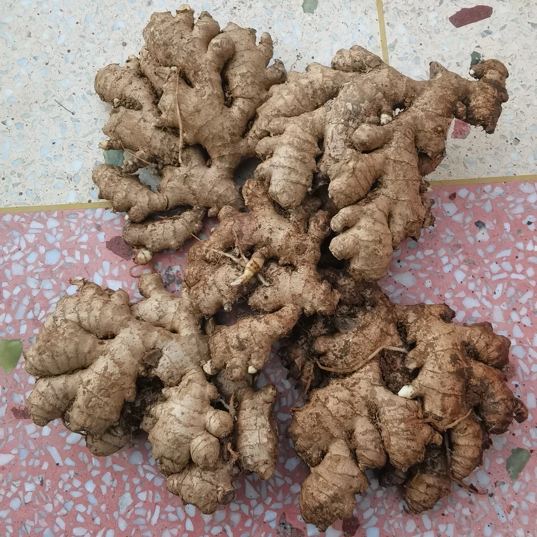 湘西高山小黄姜新鲜辛辣生姜厨房烹饪
