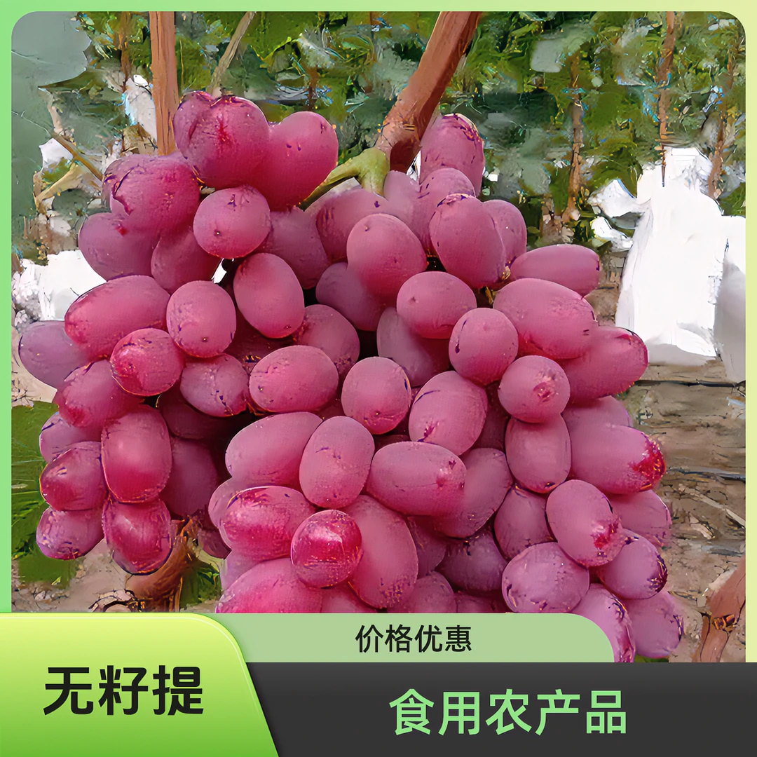 【顺丰包邮】大小串山西永济盐碱地产澳洲无核葡萄坏果包赔无籽