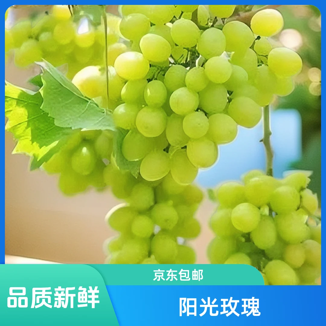 【顺丰包邮】散果山西运城清甜阳光玫瑰饱满汁水品质新鲜发货多汁