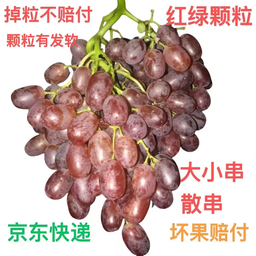 【顺丰包邮】颗粒有红有绿散串克伦生葡萄【易掉粒不赔付】