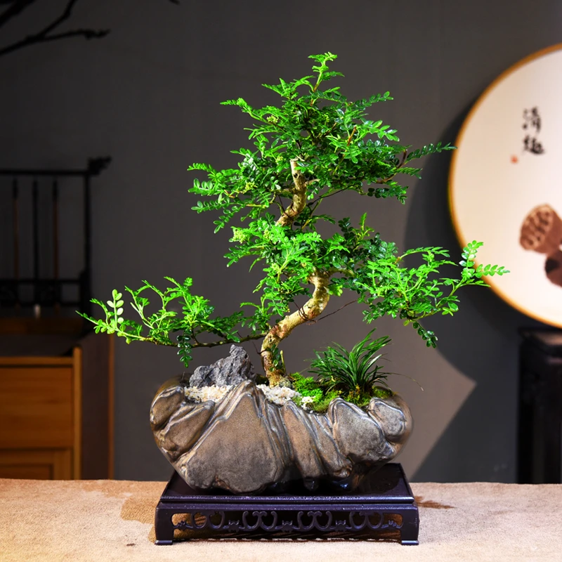 禅意/意境清香木 室内好养盆景盆栽绿植花卉客厅茶几美观自然造型