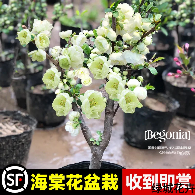绿宝石海棠花盆栽四季开花植物室内重瓣花卉阳台绿植老桩树苗盆景