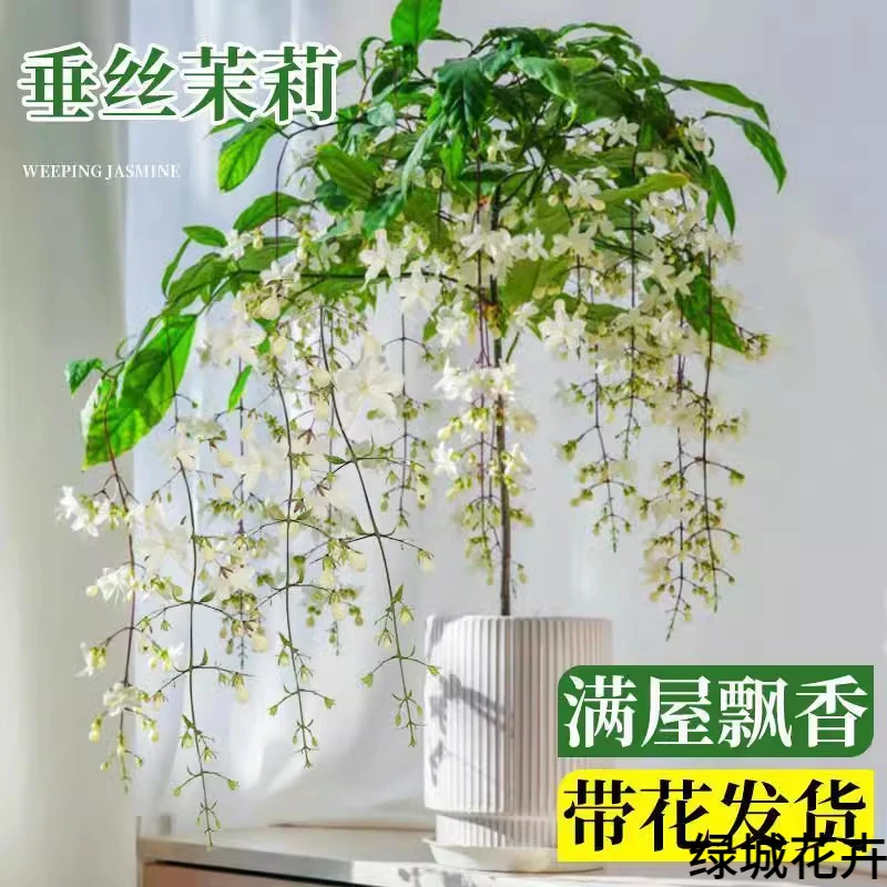 进口垂丝茉莉花卉盆栽带花苞绿植室内垂吊植物四季开花大苗好养活
