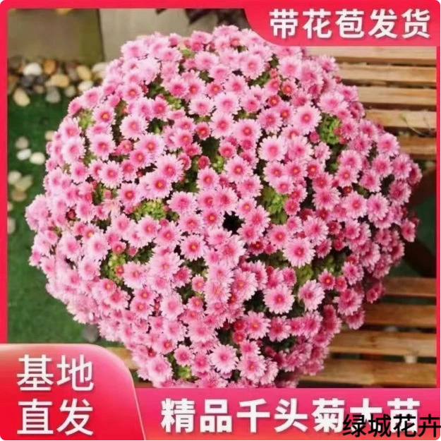 菊花盆栽带花苞花苗九月菊千头菊四季开花球菊室内外好养花卉植物