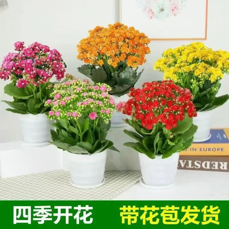长寿花基地直发带花苞发货盆栽花卉重瓣阳台室内绿植四季开花绿植